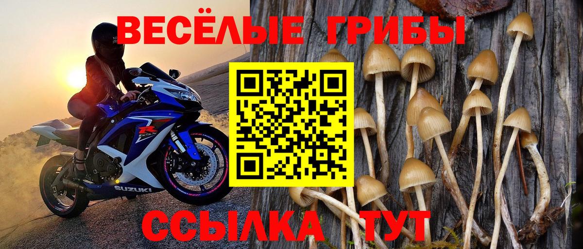 Галлюциногенные грибы Psilocybe Нарткала